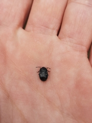 Adomerus biguttatus