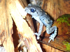 Leptobrachium hasseltii