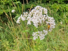 Rutpela maculata