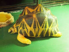 Astrochelys radiata