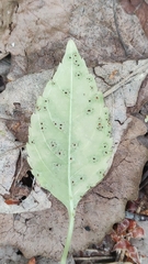 Puccinia komarovii