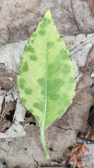 Puccinia komarovii