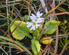 Primula egaliksensis