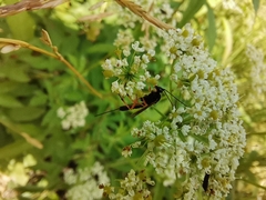 Hymenoptera