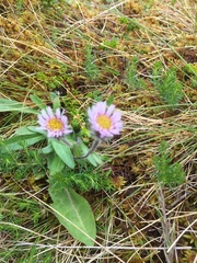 Erigeron borealis