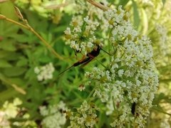 Hymenoptera