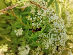 Hymenoptera