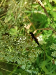 Hymenoptera