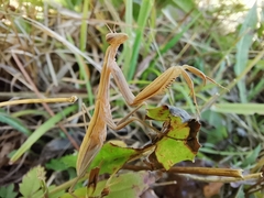 Mantis religiosa