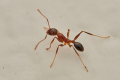 Pheidole indica