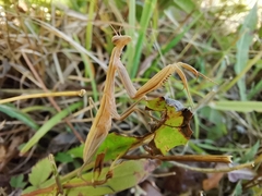 Mantis religiosa