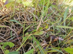 Mantis religiosa