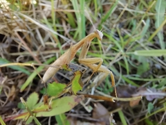 Mantis religiosa