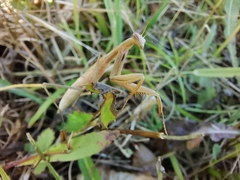Mantis religiosa