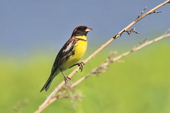 Emberiza aureola