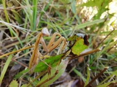 Mantis religiosa