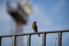 Phoenicurus ochruros