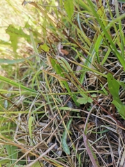 Mantis religiosa