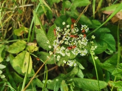 Rhagonycha fulva