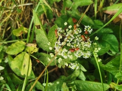 Rhagonycha fulva