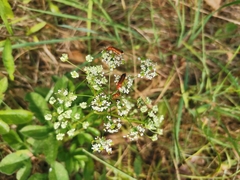 Rhagonycha fulva