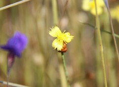 Xyris pauciflora