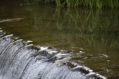 Nycticorax nycticorax