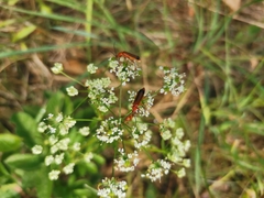 Rhagonycha fulva