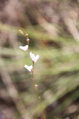 Utricularia hirta
