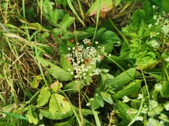 Rhagonycha fulva