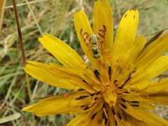 Diptera