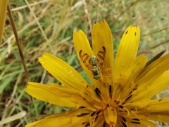 Diptera