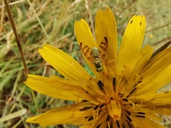 Diptera