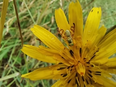 Diptera