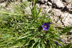 Gentiana pyrenaica