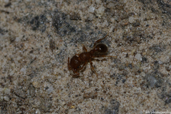 Tetramorium lanuginosum