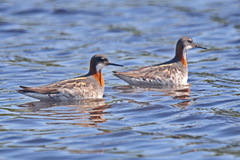 Phalaropus lobatus