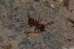 Tetramorium lanuginosum