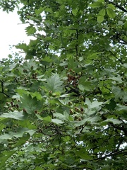 Crataegus sanguinea