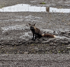 Vulpes vulpes deletrix