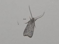 Lecithocera concinna