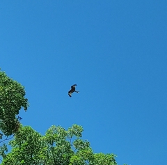 Milvus milvus