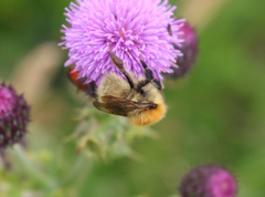 Bombus muscorum