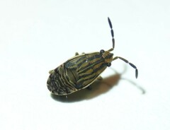 Peritrechus geniculatus