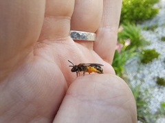 Anthophila