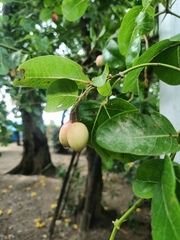 Malpighia emarginata