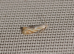 Bucculatrix bechsteinella