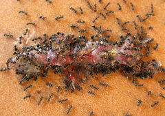 Dolichoderus thoracicus