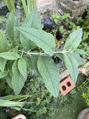 Buddleja davidii