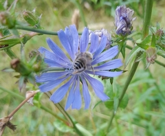 Anthophila